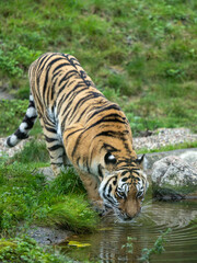 Siberian Tiger drinking from a pond