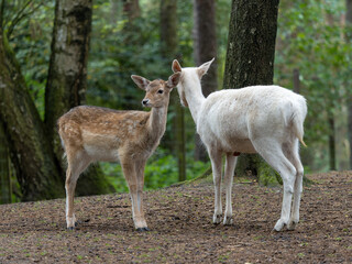 Fallow deer fawn with white hind