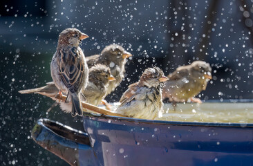 Group of house sparrows, Passer domesticus,  enjoying bathing and splashing about in the water of an enamel tub in a garden, it keeps feathers well-groomed, Germany 