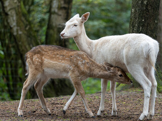 Fallow deer fawn suckling from white hind