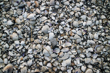 shells on the beach