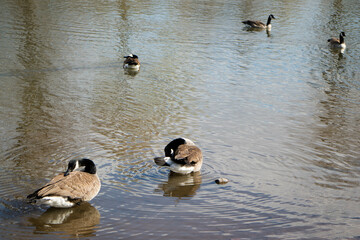 ducks on the lake