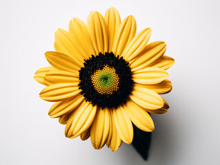 Yellow Daisy with Black Center on White Background - Minimalist Floral Photography (Generative AI)