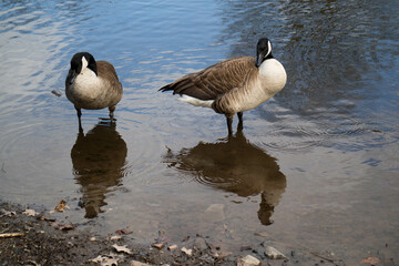 ducks on the lake