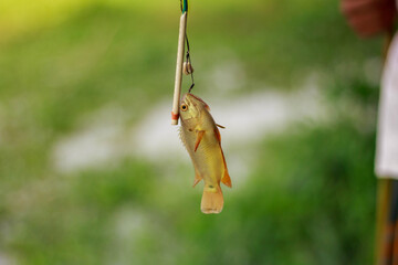 fishing bait with a hook