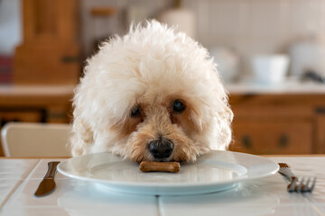 Bishon Frise dog sits at the dinner table with a plate and cutlery, eating a dog treat. Cute and humorous picture. Selective focus on the dogs face. 