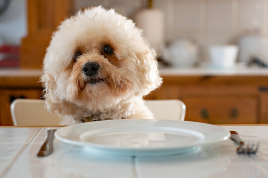 Bishon Frise dog sits at the dinner table with a plate and cutlery. Cute and humorous picture as she leans her head to one side as if to say, Well where is it! Selective focus on the dogs face. 