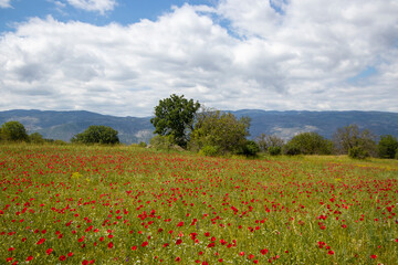 Field of poppies and blue sky with white clouds, 