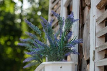 lavender in a pot in summer