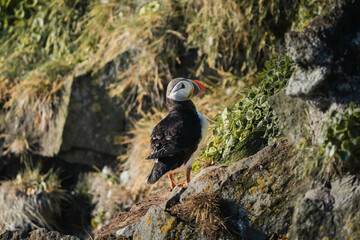 Atlantic puffin or common puffin on country in a cliff in Iceland
