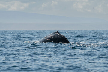 Fototapeta premium Whale jumping off the water and its tail flowing