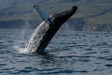 Fototapeta premium Whale jumping off the water and its tail flowing