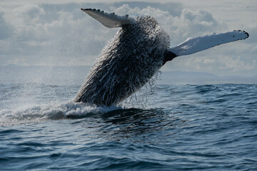 Whale jumping off the water and its tail flowing