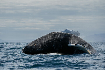 Whale jumping off the water and its tail flowing