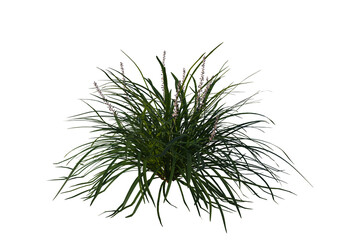 Ophiopogon bodinieri, Lilyturf, schrub, small tree, bush, tree, big tree, light for daylight, easy to use, 3d render, isolated