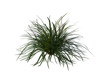 Ophiopogon bodinieri, Lilyturf, schrub, small tree, bush, tree, big tree, light for daylight, easy to use, 3d render, isolated