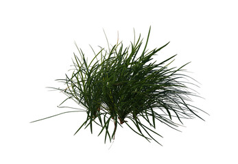 Ophiopogon bodinieri, Lilyturf, schrub, small tree, bush, tree, big tree, light for daylight, easy to use, 3d render, isolated