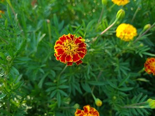 orange marigold flower in the garden