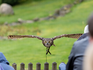 Great horned owl flying above the audience at falconry show