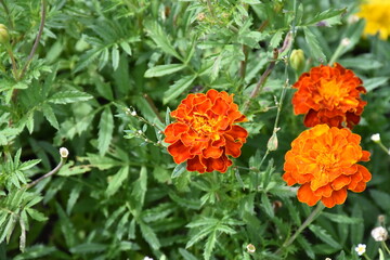 orange marigold flower in the garden