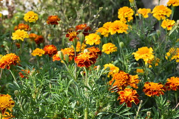 orange marigold flower in the garden