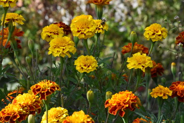 orange marigold flower in the garden
