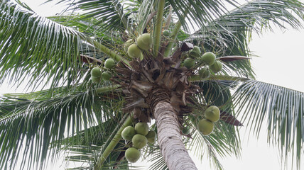 View from bottom green young coconut fruit in the tall coconut tree.