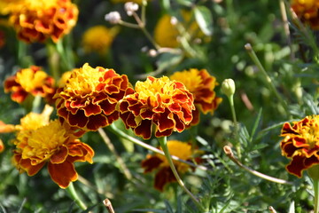 orange marigold flower in the garden