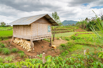 Lao rice farmer's hut on stilts,amidst paddy fields,in the Pakse area of southern Laos, South East Asia