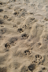 Texture of the sand and dog paw prints on the beach.