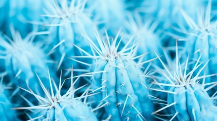 thorny cactus, blue-toned background with an abstract natural pattern