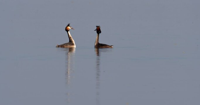 The great crested grebe mating dance on the floodplain of Lonjsko polje, Croatia