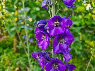 Majestic Blue Delphiniums in Full Bloom