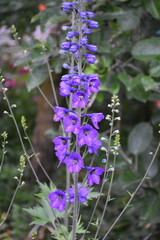 Fototapeta premium Majestic Blue Delphiniums in Full Bloom