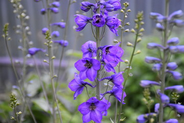 Majestic Blue Delphiniums in Full Bloom