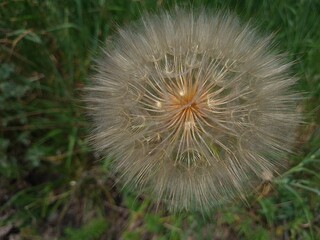 the fluffy dandelion close-up