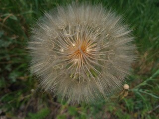 Fototapeta premium the fluffy dandelion close-up