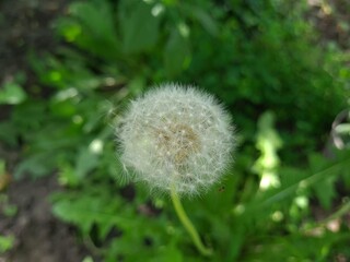 the fluffy dandelion close-up