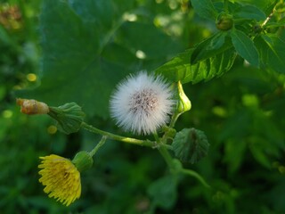 the fluffy dandelion close-up