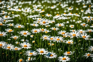 Fototapeta premium field of daisies