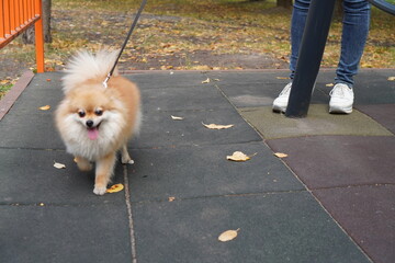 a fluffy red-haired Pomeranian dog walks on a leash near the feet of the hostess on the playground in autumn. The concept of raising pets