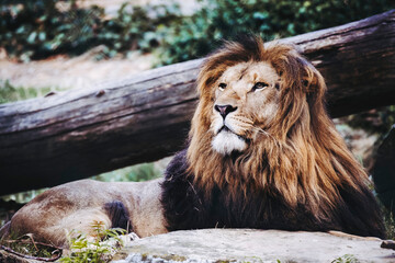 Obraz premium Portrait close-up d'un majestueux roi lion