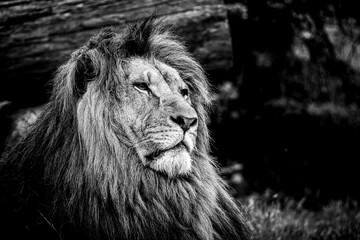 Portrait close-up d'un majestueux roi lion - 658753865