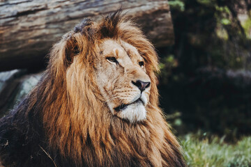 Portrait close-up d'un majestueux roi lion