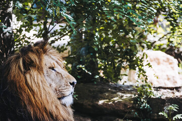 Portrait close-up d'un majestueux roi lion