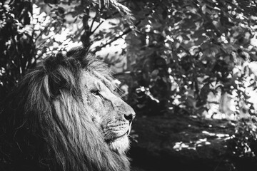 Portrait close-up d'un majestueux roi lion - 658754424