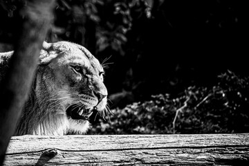 Portrait d'une magnifique lionne en train de rugir