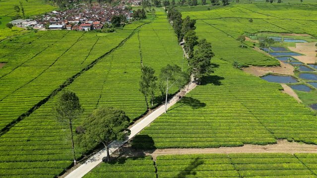 Aerial view of tea plantations and houses with a mountain in the background, located in Pangalengan, West Java, Indonesia
