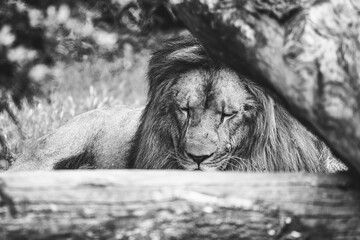 Portrait d'un magnifique roi lion en train de dormir dans la forêt - 658754648