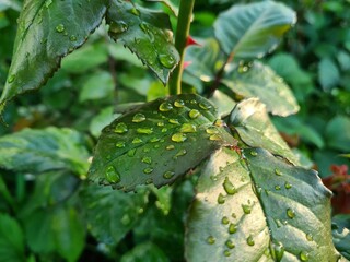 Fresh Green Leaves Adorned with Raindrop
